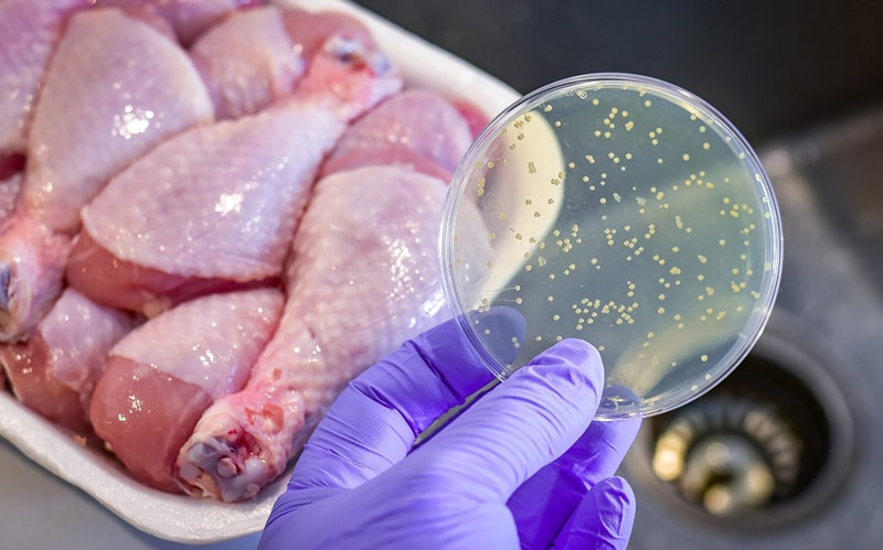 Ngành chăn nuôi đối mặt rủi ro gia tăng từ vi khuẩn Listeria, Salmonella và Campylobacter