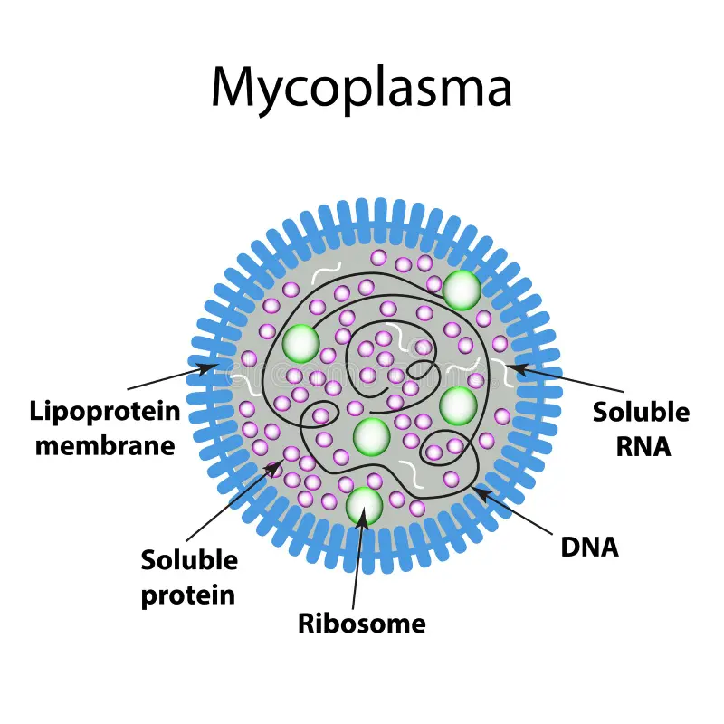 Mycoplasma gallisepticum & Mycoplasma synoviae – Thủ phạm chính gây CRD kéo dài ở gia cầm