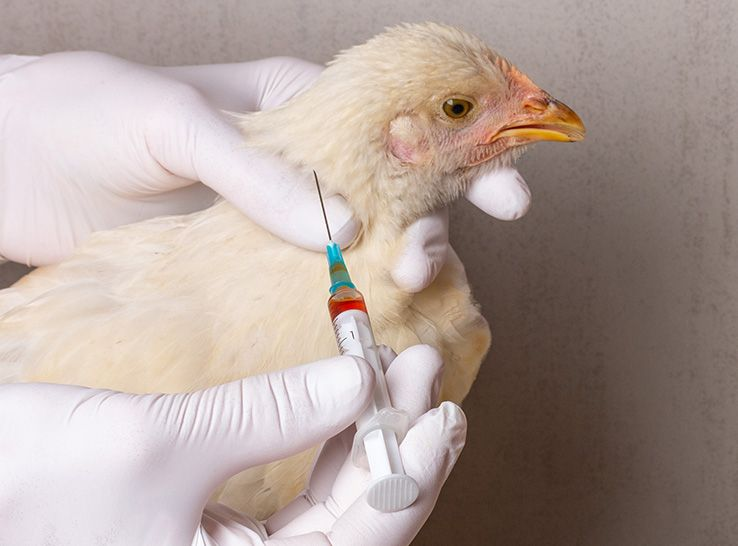 Gia cầm bị CRD sau khi tiêm vaccine – Nguyên nhân và cách xử lý an toàn