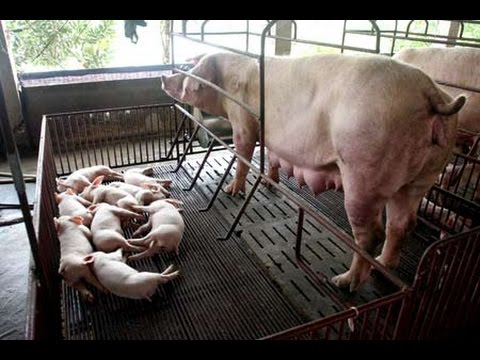 Vì sao heo nái chậm lên giống sau cai sữa?