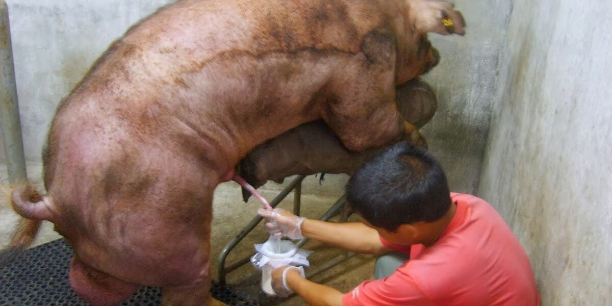 Làm sao giúp tăng số lượng và chất lượng tinh trùng heo nọc?