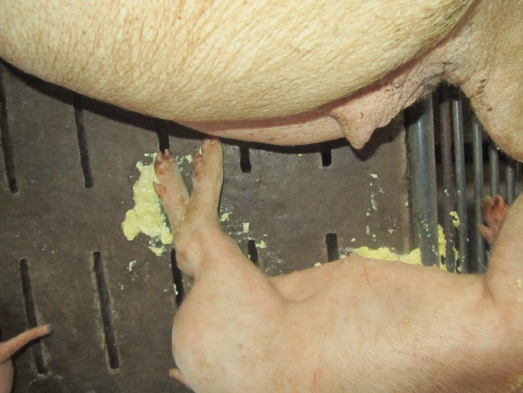 LACTIC LD hỗ trợ giảm tiêu chảy như thế nào?