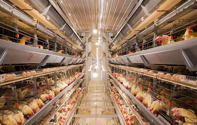 Không nhìn thấy mạt trên gà có nghĩa là đàn gà không có mạt?