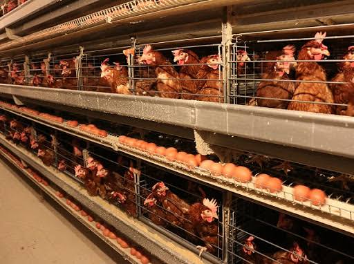 Mạt gà trong ổ đẻ: Vì sao cần kiểm tra khu vực này?